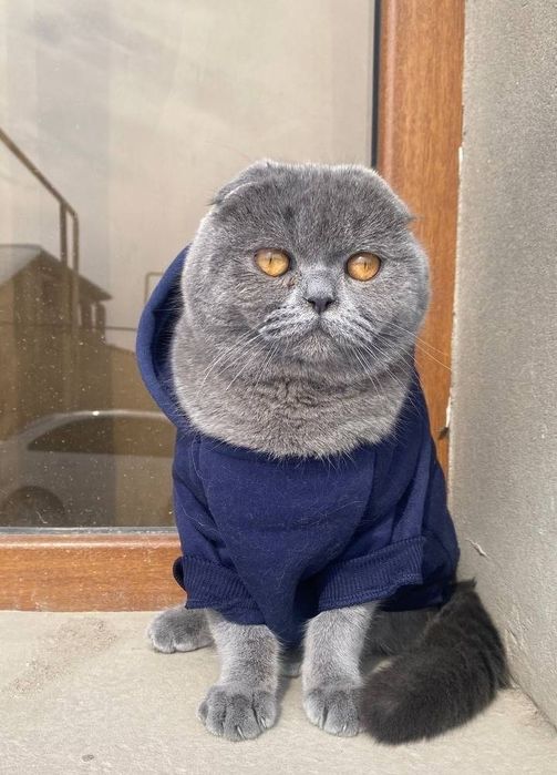 Вязка Скоттиш фолд кот