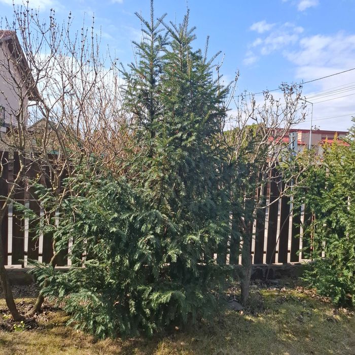 Vând copaci ornamentali Taxus Baccata diametru 100 cm înălțime 250 cm