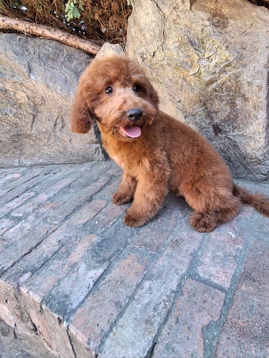 Pudel/caniche mascul