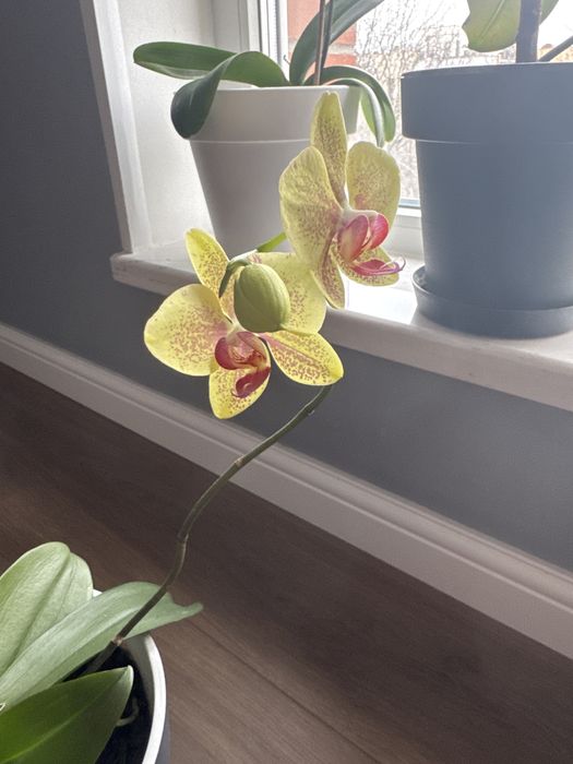 Продам Орхидеи комнатные цветы
