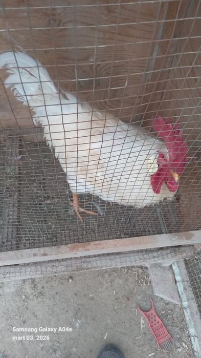 Oq xõroz kasallanmagan semizgina