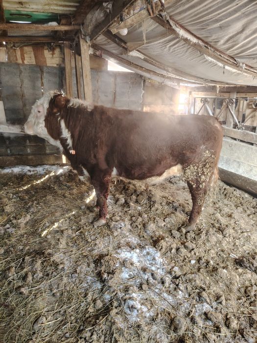 Продам быка на племя.