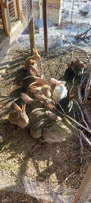 Кролики породы Фландер