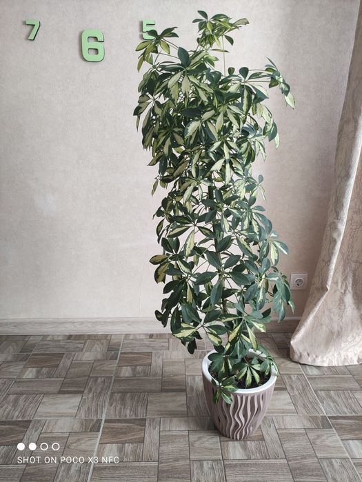 Шефлера вариегатная