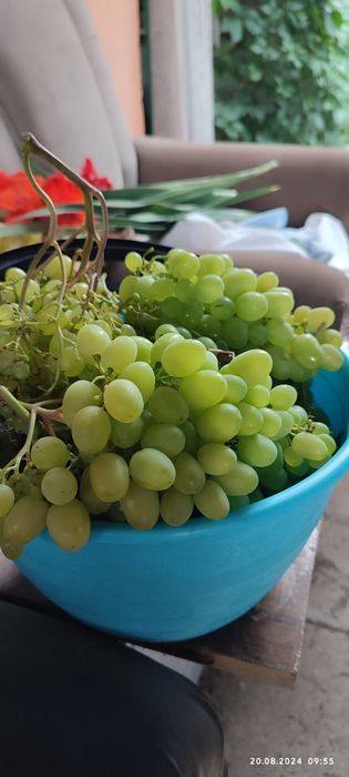 Саженцы винограда