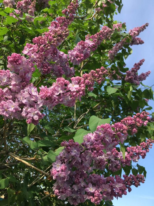 Сирень срежу на букет