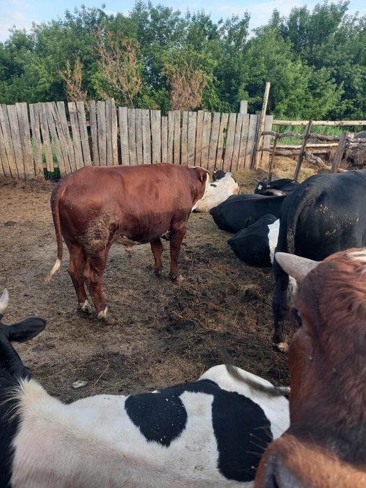 Продам быков с откорма оптом
