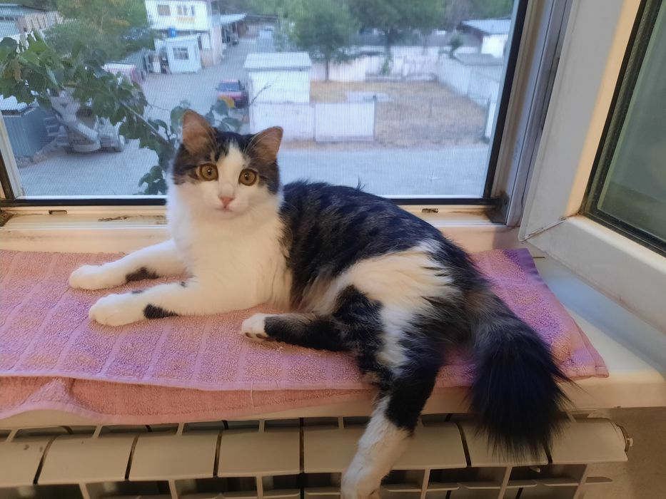 Молодой кот 7 месяцев