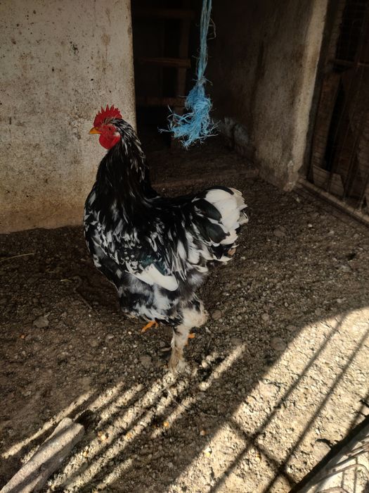 Vând familie brahman