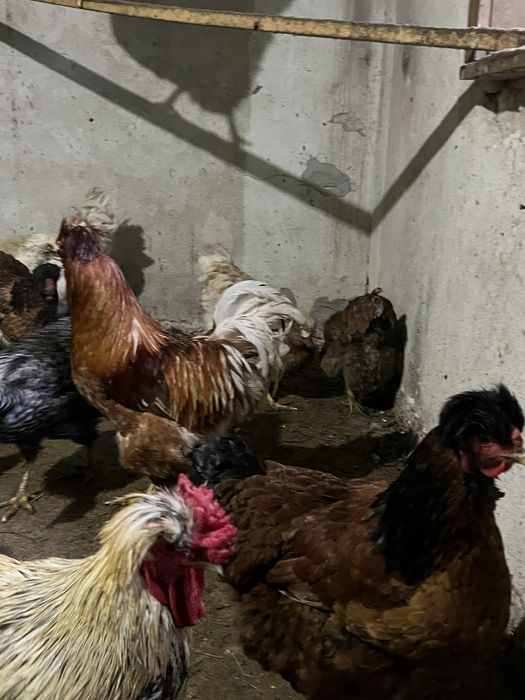 Oua incubat gaini moțate