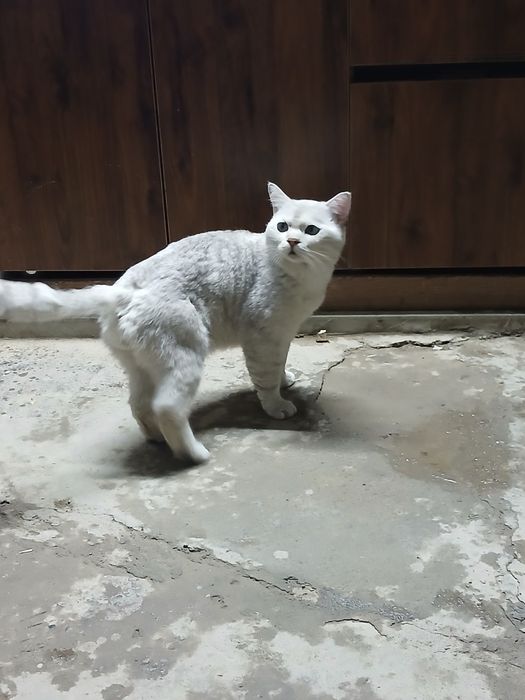 Пародистая кошка одам в хорошие руки
