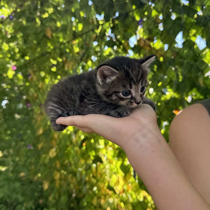 Отдам котят в добрые руки!