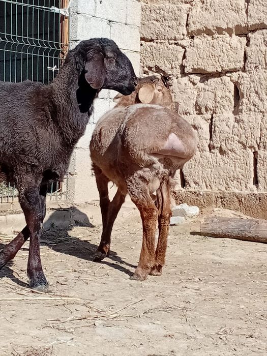 Қошқарлар сатылады