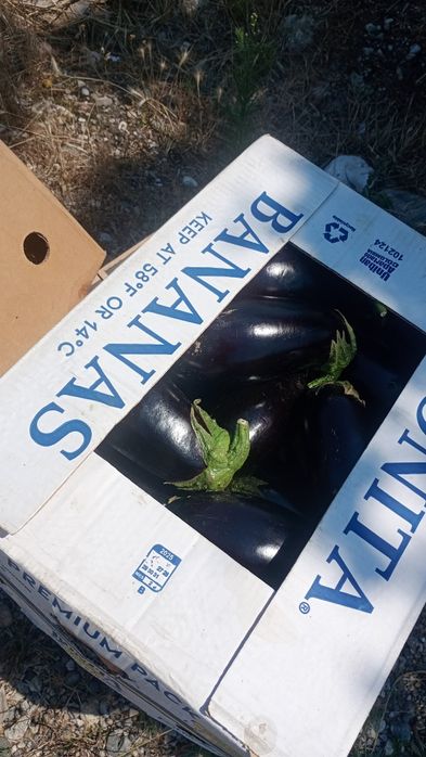 Vinete de vânzare