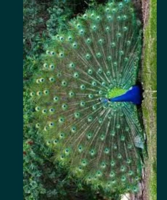 Белые и Индийские павлины ..