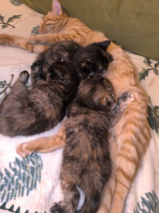 котята британцы чистокровки