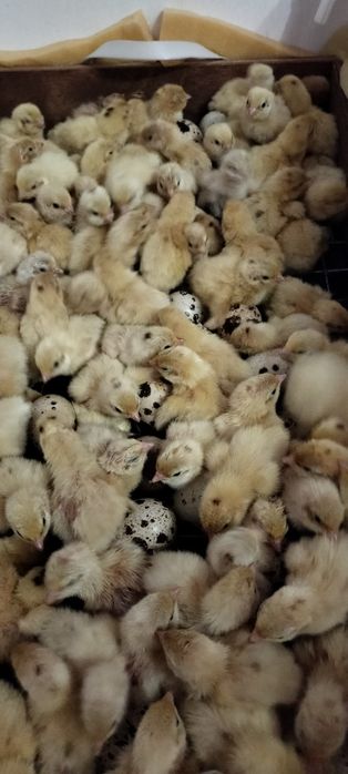 Выведу! Перепела,на заказ!