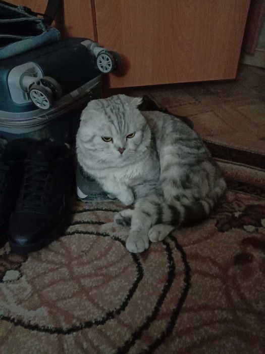 шотландский вислоухий фолд