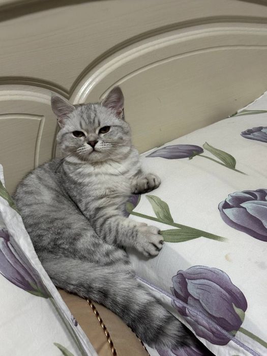 Британская короткошёрстная