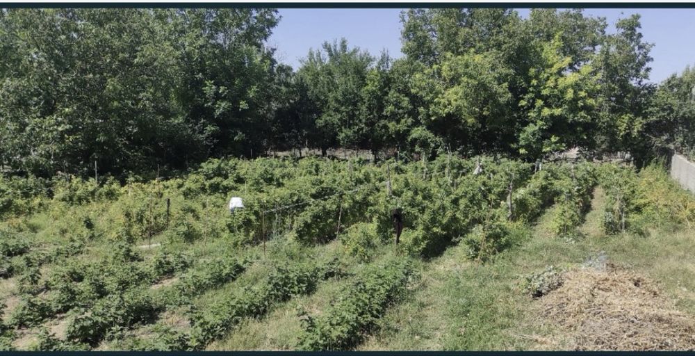 Участок 15 сотток (Первомаевка)