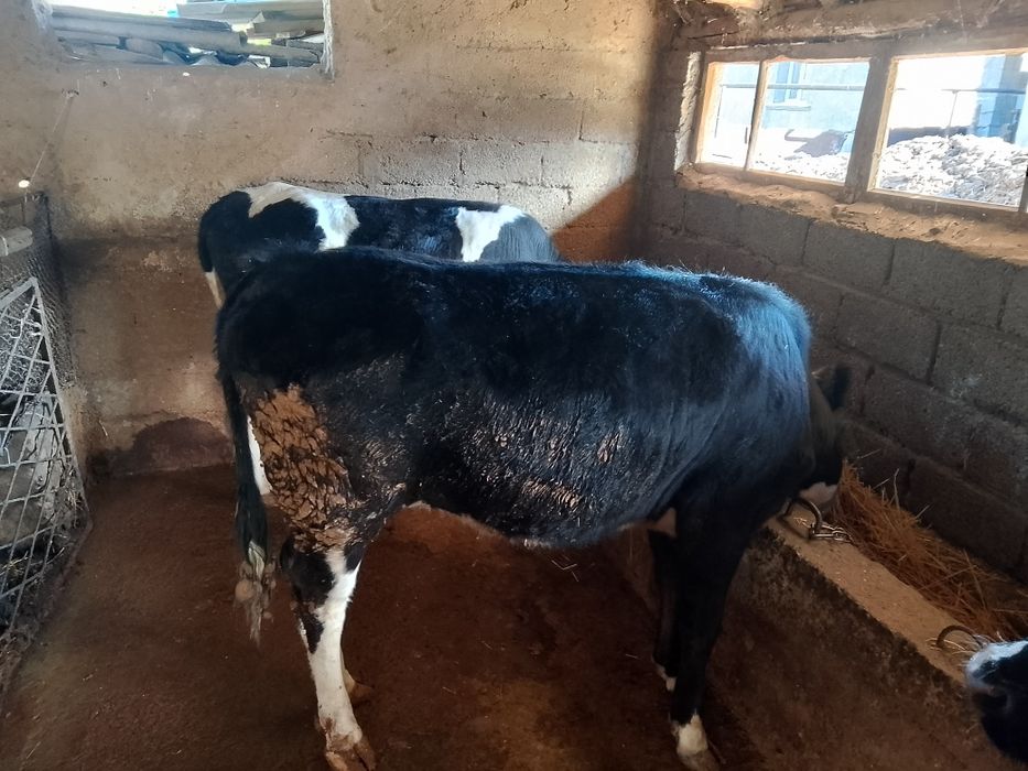 Семыз кысыр кашарлар сатылады