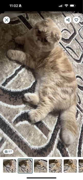 Срочно продается кот Скоттиш фоллд