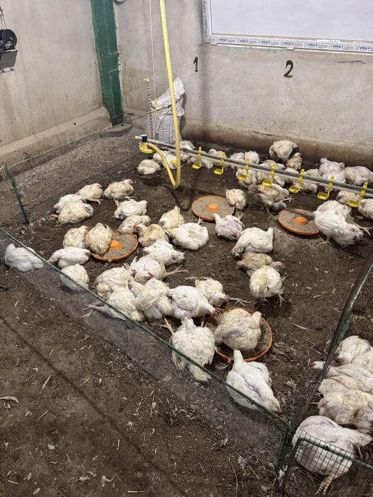 Пилета бройлери