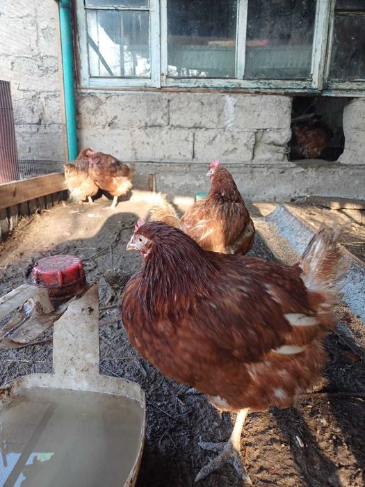 Продам домашних кур