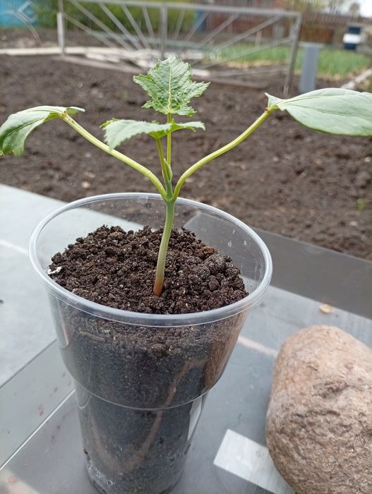 Продам цветы бархатцы -35 тг, и пальма красная -100 тг