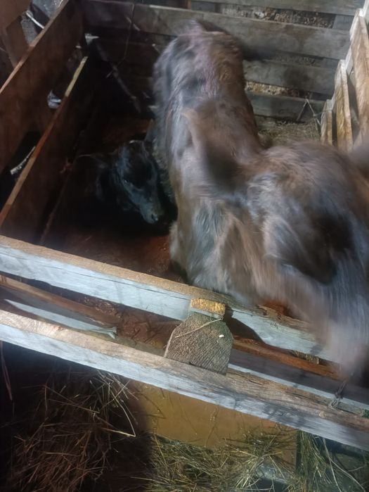 Продаю телят 10 дневных