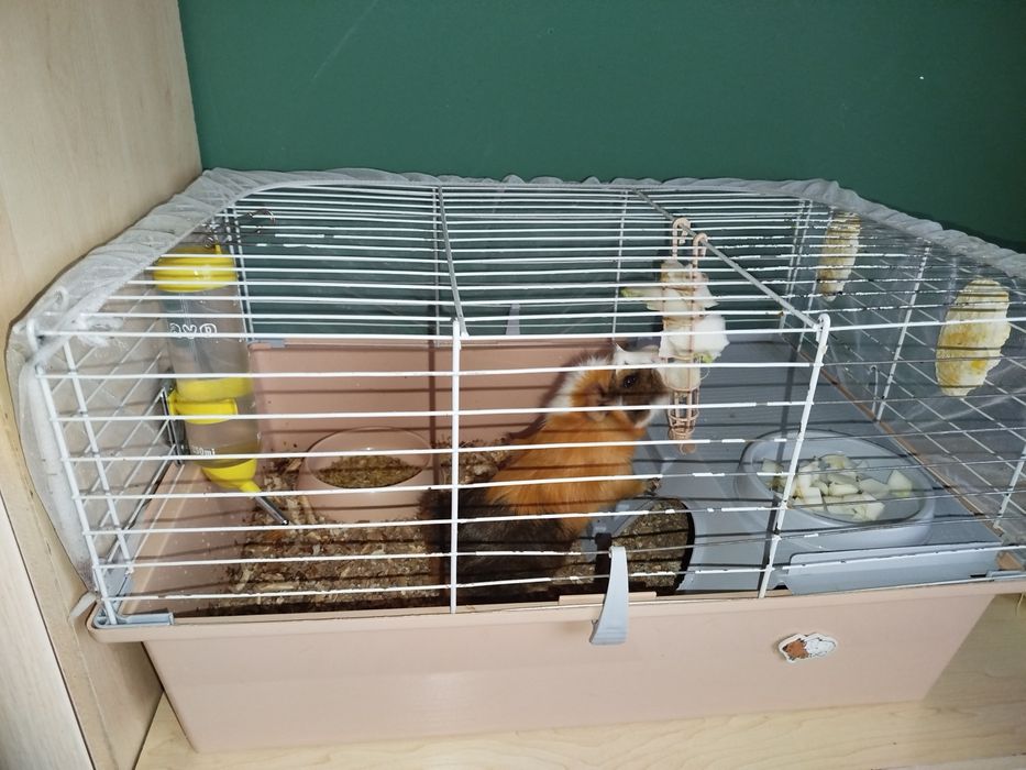 Продаются морские свинки