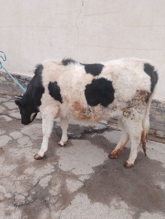 Буаз кунажын сатылада жаксы