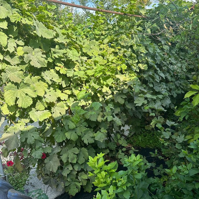 Продам дачу в городе Лисаковск