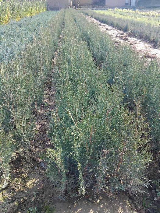 Арчалар сотилади сенсалар