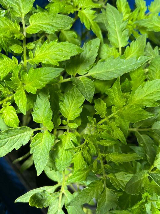 Разсад - домати и краставици