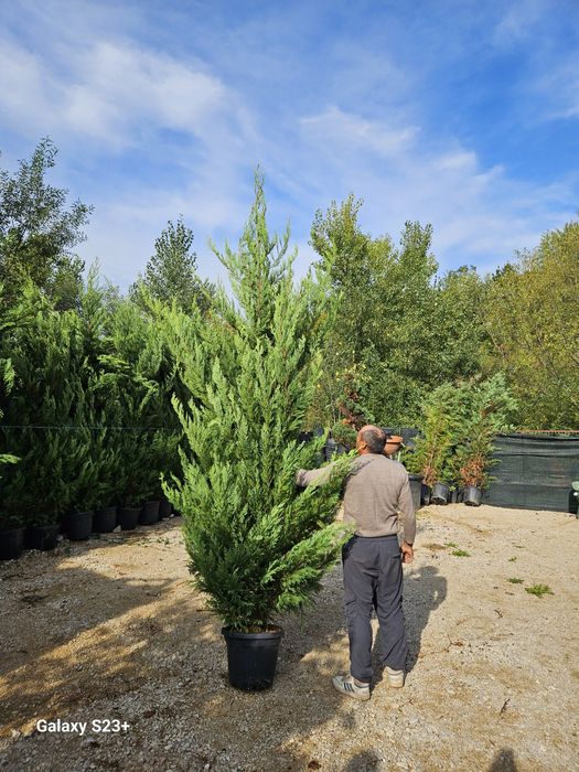 Vând leylandii 2.8m/3m de calitate superioara