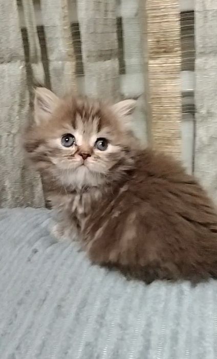 Девочка. Длинношерстная.