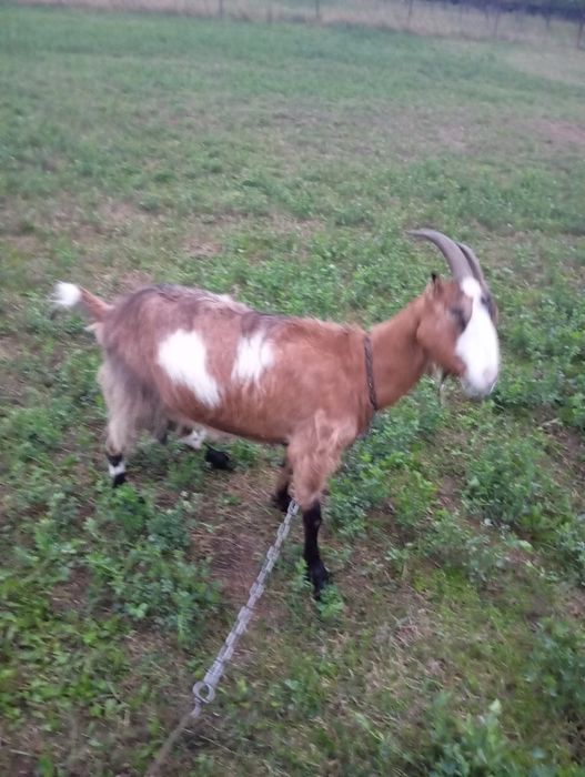 Vând capra de 3 ani