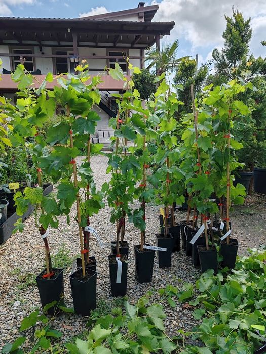 Vita de vie la ghiveci soiuri de masa fără semințe