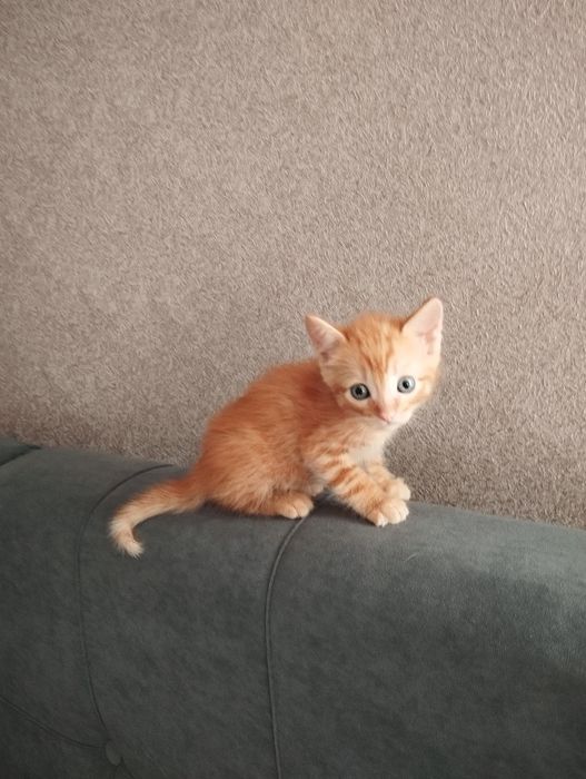 Отдам в хорошие руки рыжего котенка