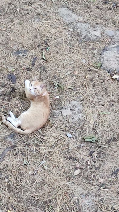Нашеёлся Кот рыжий