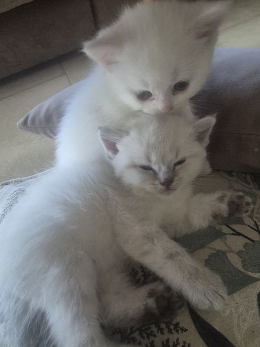 Британски котенца