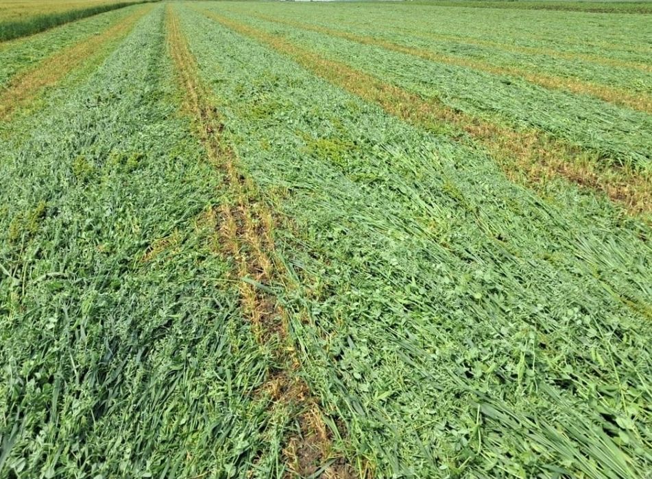 Vand baloti infoliati de orz