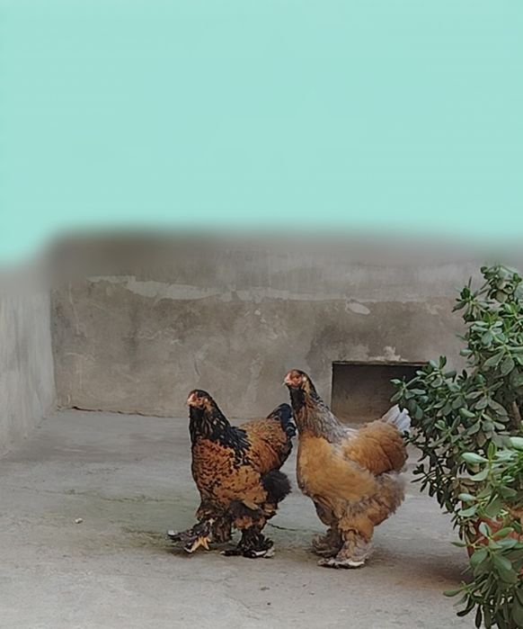 Brama Paliviy-pux 4 dona jojalari