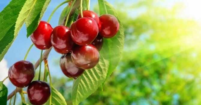 Продам дачные сборы для чая