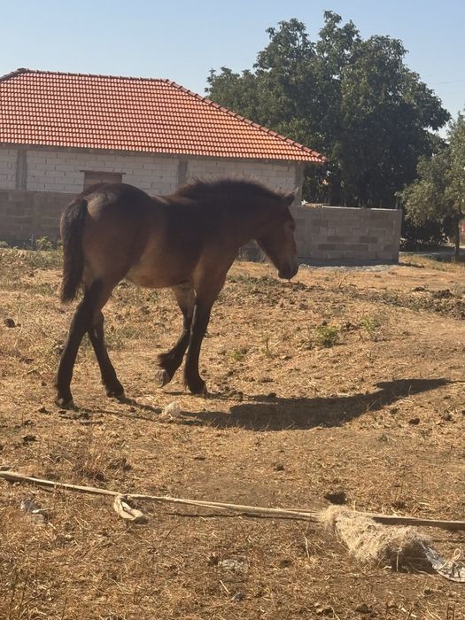Caii de vanzare judetul arad