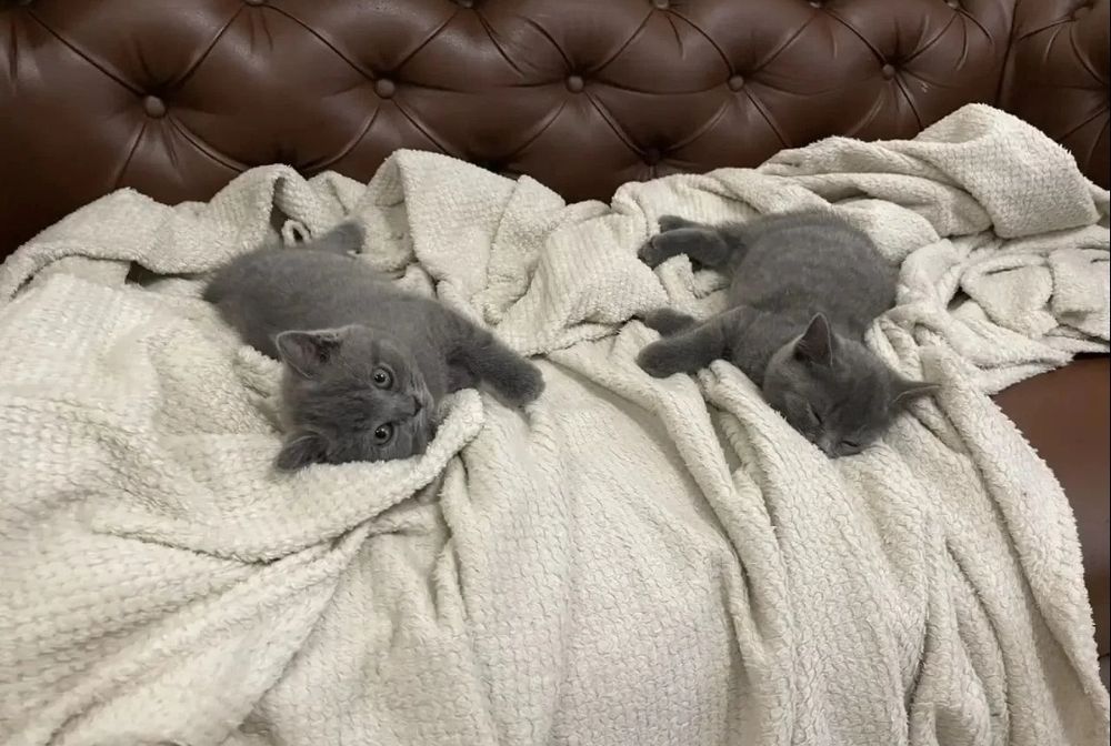 Милые котятки девочки 1.5 мес
