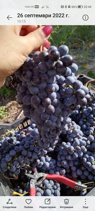 Продавам грозде за вино и ракия Отлично качество