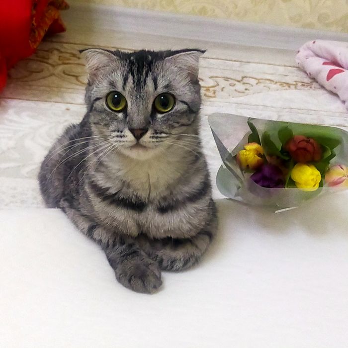 Котята шотландские вислоухие
