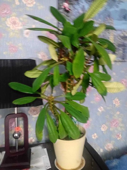 Цветы - калла   и молочай